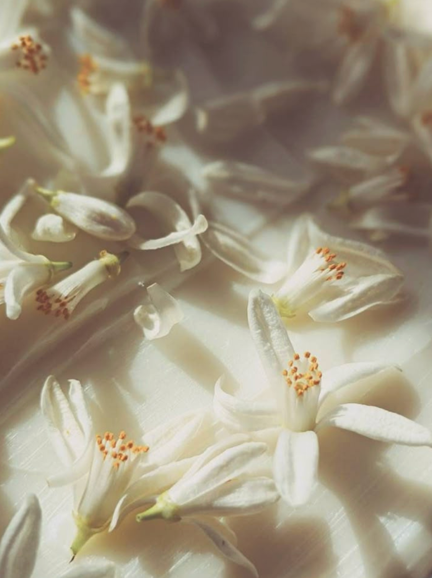Orange Blossom — My Favourite Fragrance Ingredient & Why It's Pure Magic